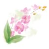 Orchids In Watercolour