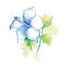 Blue Hibiscus In Watercolour