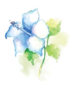 Blue Hibiscus In Watercolour