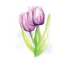 Purple Dahlia In Watercolour