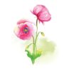 Pink Pansy In Watercolour