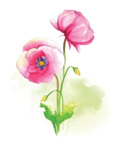 Pink Pansy In Watercolour