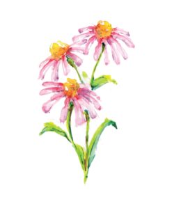 Pink Aster In Watercolour