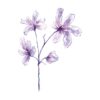 Windflower In Watercolour