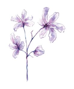 Windflower In Watercolour