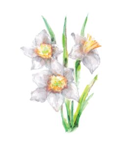 Daffodil In Watercolour