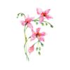 Mokana Orchid In Watercolour