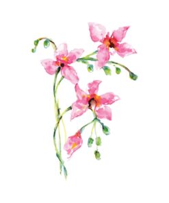 Mokana Orchid In Watercolour