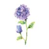 Anemone In Watercolour