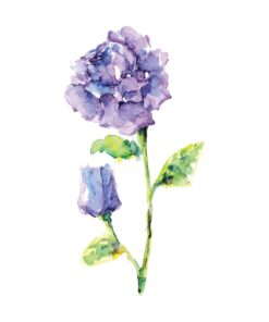 Anemone In Watercolour