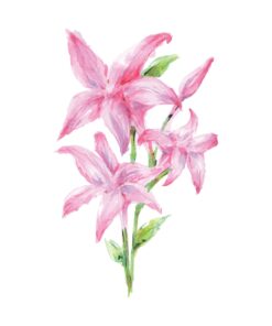 Lily In Watercolour