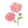 Pink Dahlia In Watercolour