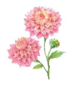 Pink Dahlia In Watercolour