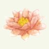 Lotus In Watercolour