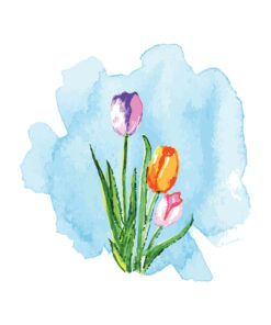 Three Tulips In Watercolour