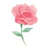 Rose In Watercolour