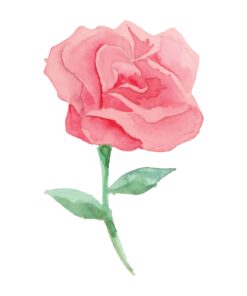 Rose In Watercolour