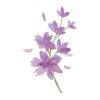 Freesia In Watercolour