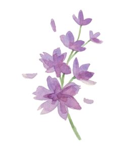 Alternative view of Freesia In Watercolour